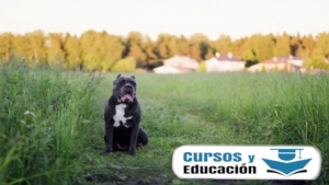 La inducción de corte canino